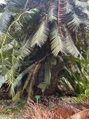Cycas rumphii