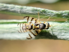 Urophora sirunaseva