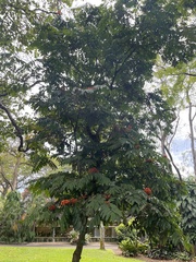 Saraca declinata
