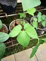 Typhonium trilobatum