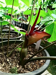 Typhonium trilobatum