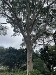 Albizia niopoides