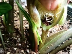 Typhonium trilobatum