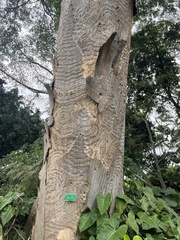 Albizia niopoides