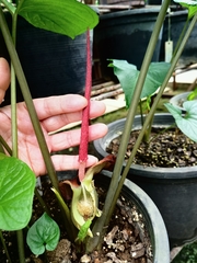 Typhonium trilobatum