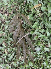 Albizia niopoides