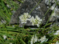 Amerallium