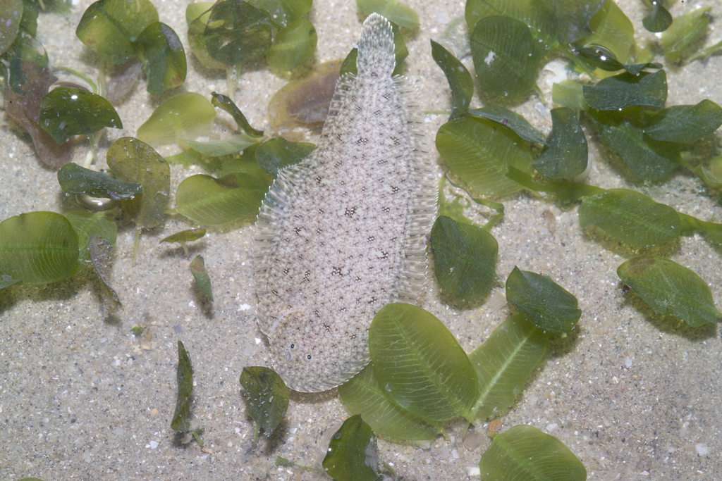 Ovate Sole