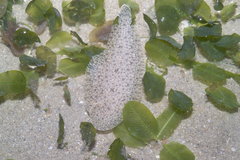 Ovate Sole photo 1