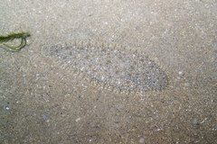 Ovate Sole photo 2