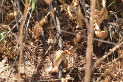 Uta stansburiana elegans