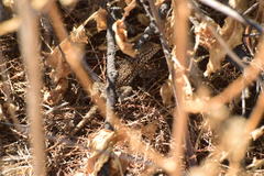 Uta stansburiana elegans