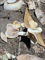 Helvella elastica