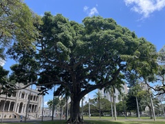 Ceiba pentandra