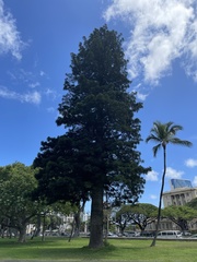 Araucaria cunninghamii