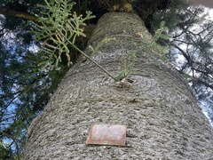 Araucaria cunninghamii