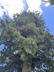 Araucaria cunninghamii