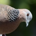 Laughing and Spotted Doves - Photo (c) Zinogre, some rights reserved (CC BY-SA), uploaded by Zinogre