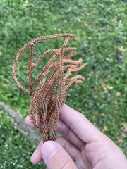 Araucaria cunninghamii