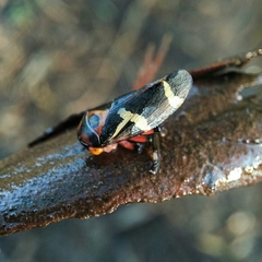 Eurymeloides pulchra