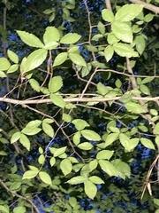 Fagus