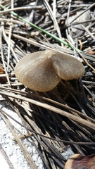 Entoloma holoconiotum
