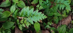 Selaginella willdenowii
