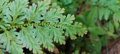 Selaginella willdenowii