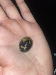 Nerita versicolor