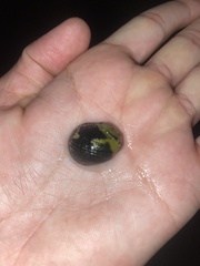 Nerita versicolor