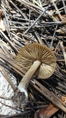Entoloma holoconiotum