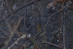 Passerina versicolor