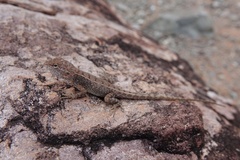 Diporiphora