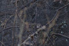 Passerina versicolor