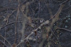 Passerina versicolor
