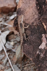 Diporiphora
