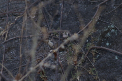 Passerina versicolor