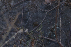 Passerina versicolor