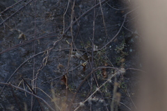 Passerina versicolor