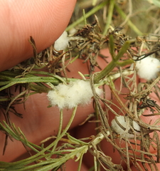 Rhopalomyia floccosa