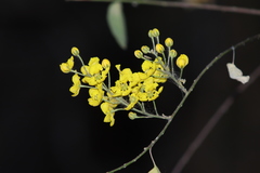 Echinopterys eglandulosa