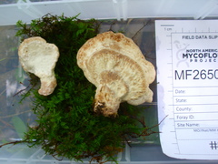 Calcipostia guttulata