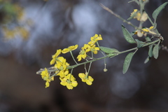 Echinopterys eglandulosa