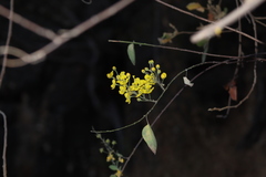 Echinopterys eglandulosa