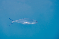 Scomberoides lysan