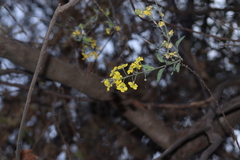 Echinopterys eglandulosa