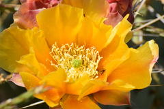 Opuntia