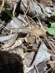 Helvella elastica