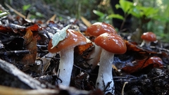 Cortinarius austroduracinus