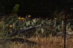 Opuntia